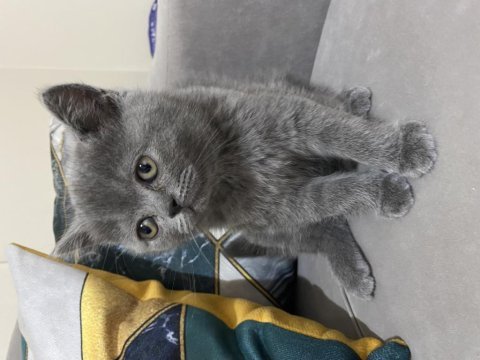 British shorthair safkan yavrular