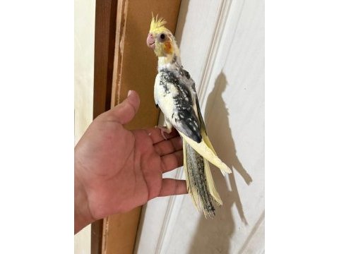 52 günlük harika bebek sultan