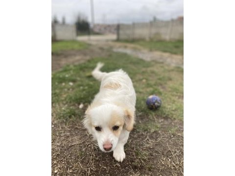 Sahiplendirilecek köpeğimiz