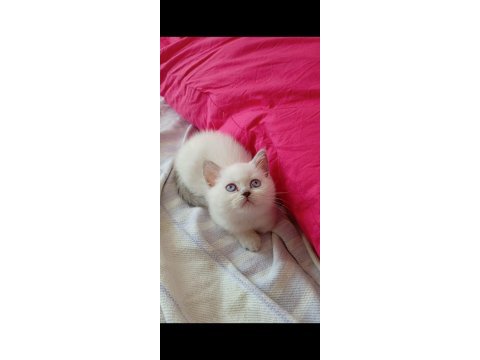 Gerçek bir dost kedi ise istediğiniz tamda doğru yerdesiniz