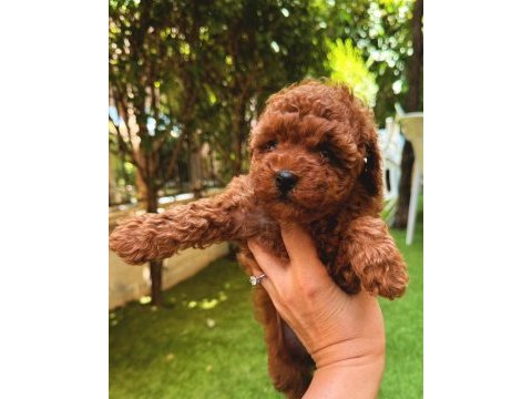 Show kalite kore redbrown toy poodle yavrularımız