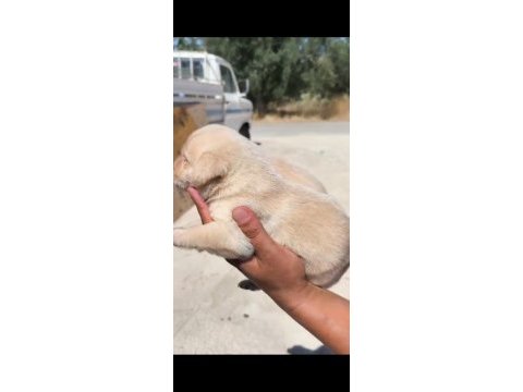 Şampanya labrador yavruları