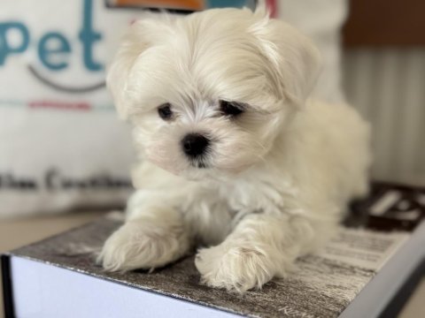 En iyisini arayanlar içi petmode köpek çifrliğinde
