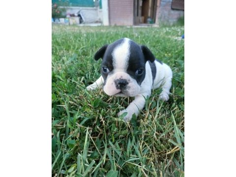Orijinal erkek french bulldog yavrular