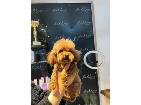 Sevgi ile bakılan toy ve teacup (bardak) boy poodle yavrular