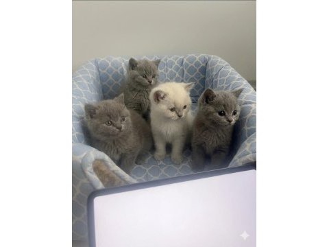 1.5 aylık 4 tane saf british shorthair yavrularımız