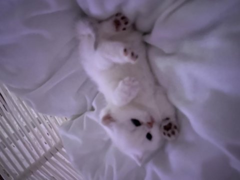 British shorthair silver point