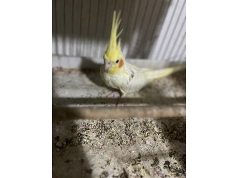 Damızlık sultan papağanı lutino