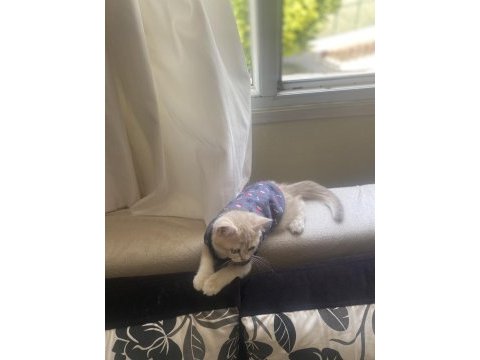 15 mart doğumlu golden british shorthair yavrumuz