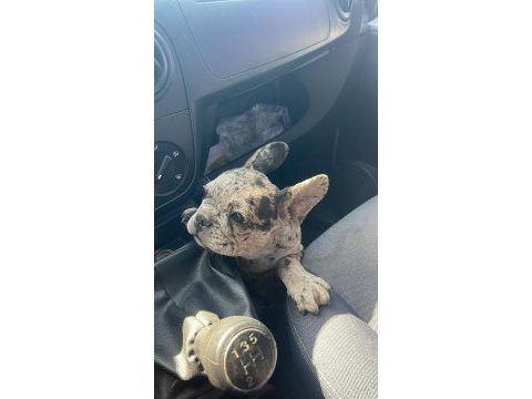 French bulldog merle erkek yavru