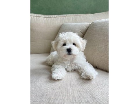 Maltipoo yavrularımız
