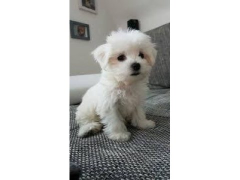 Maltese terrier sıfır numara hazır ve sağlıklı