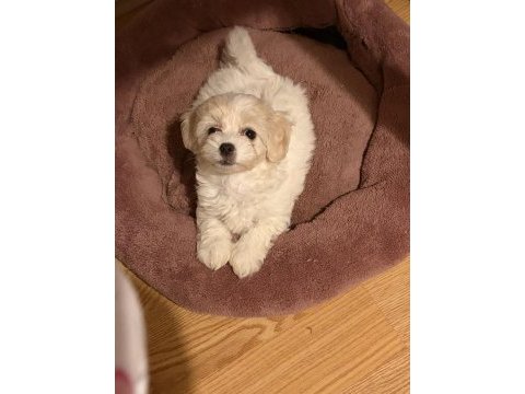 Maltipoo yavru