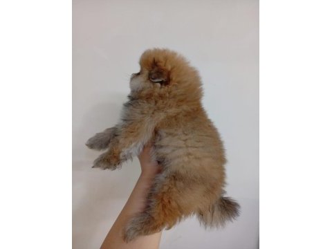 Safkan pomeranian boo erkek yavru