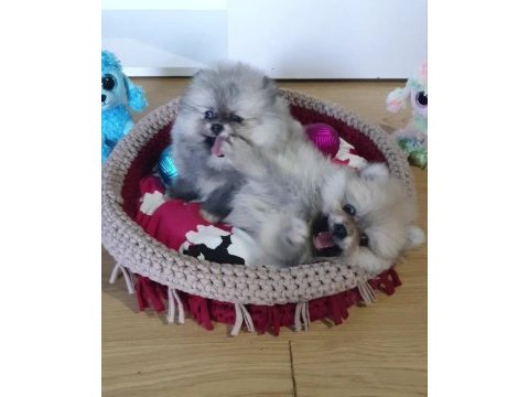 Şecereli teacup teddy face pomeranian yavrularımız