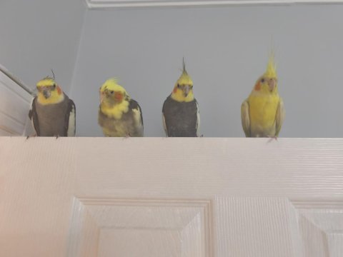 2 erkek ve 2 dişi sultan papağanı
