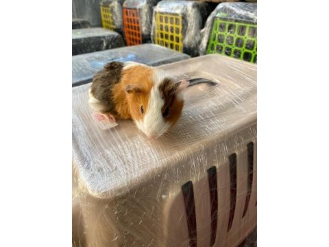 Guinea pig ler