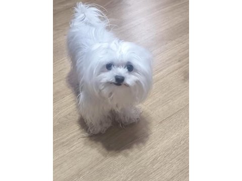 Sadece 1100 gram maltese