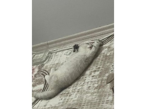 Evcil british longhair 3 aylık