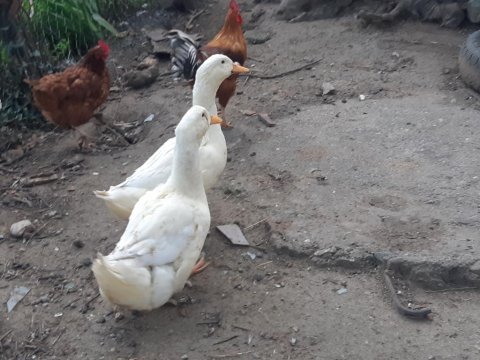 1 çift pekin ördeği amerikanla takas var