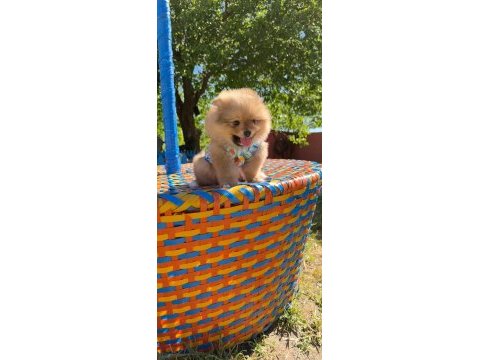 Her renk her cinsten pomeranian yavrular