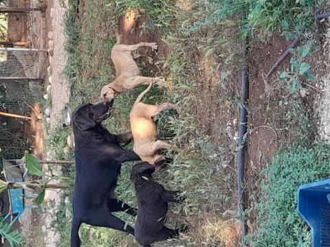 Labrador yavruları 1 aylık