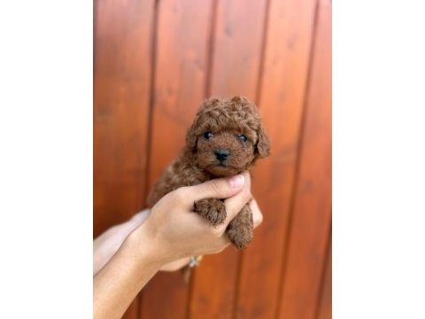 Pamuk gibi toy poodle yavrularım