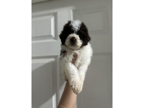 Lagotto bebekler