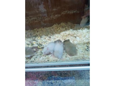 Hamster lar geldi