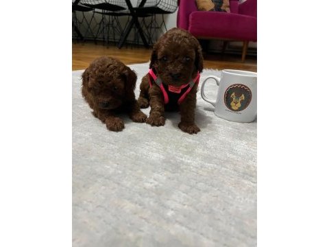Toy poodle köpeğimiz