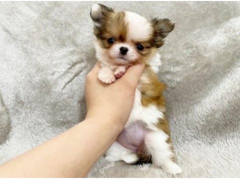 Teacup şivava yavrularımız ırk ve sağlık garantili