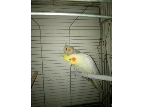 İkisi eş sultan papağanımız