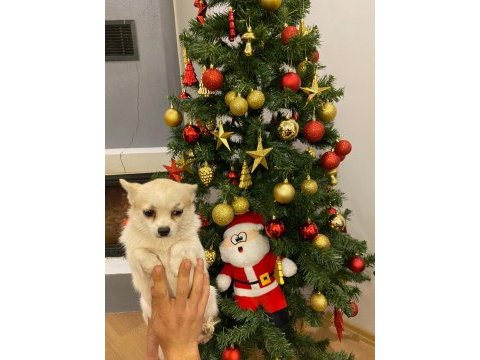 Eşli minyatür köpekler