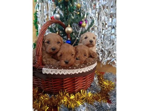 Gerçek maltipoo köpeği yavrularimiz