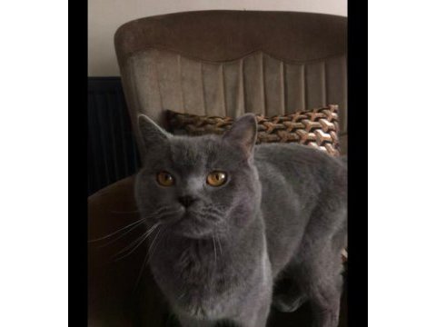 1 buçuk yaşında british shorthair
