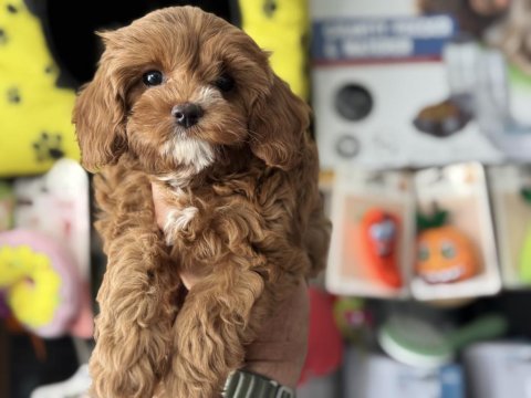 Ankaranın en güzel mini boy maltipoo yavruları