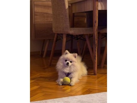 Köpeğimize yeni yuva arıyoruz