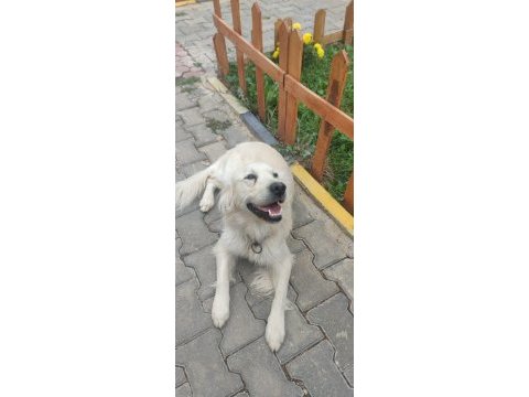 Karizmatik oğlumuz alfaya kız arıyoruz golden