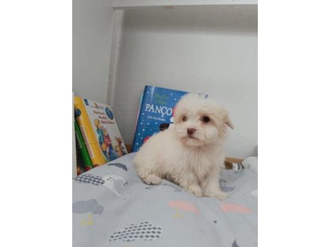 Maltipoo bebekler