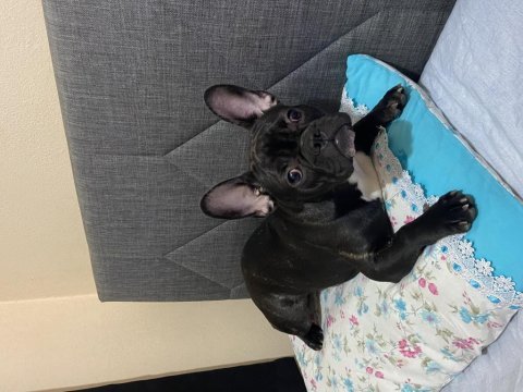 French bulldog