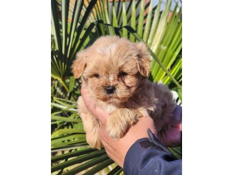Kore maltipoo yavrular