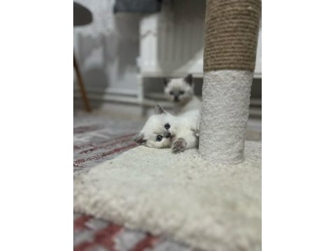 Oyuncu safkan sağlıklı british shorthair yavrular