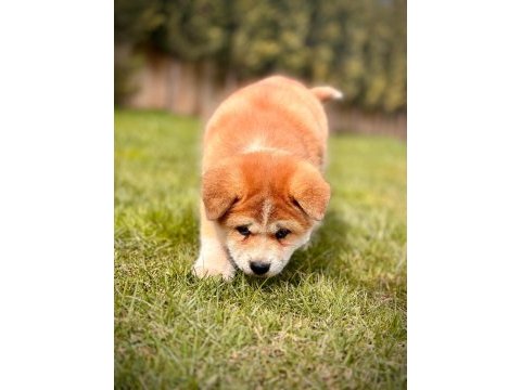 Japon akita yavruları sağlık ve ırk garantili 