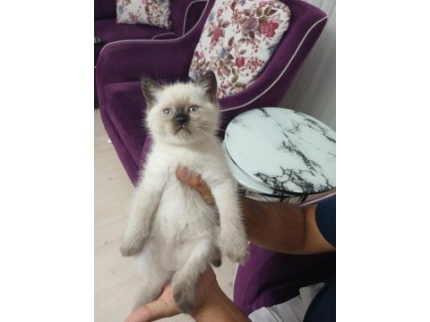 British shorthair erkek yavru