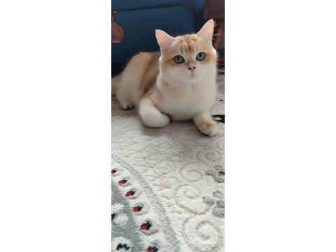 British shorthair golden erkek