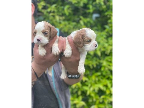 Sağlık ve ırk garantili cavalier king charles yavrularım