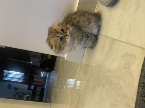 2 aylık british longhair dişi