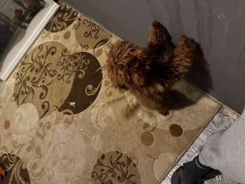 10 aylık dişi poodle