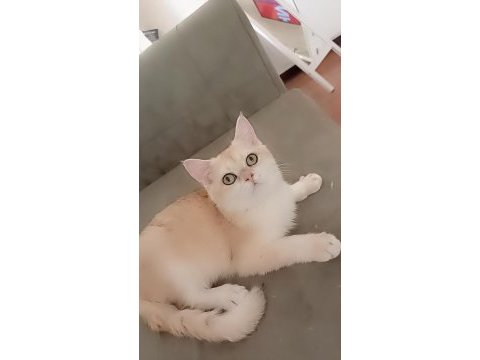Show kaliteli full şecereli ny12 12 erkek british shorthair