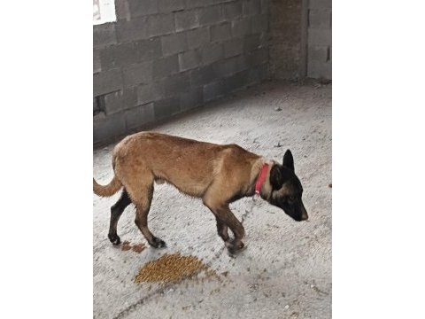 K9 alman kurdu yavru